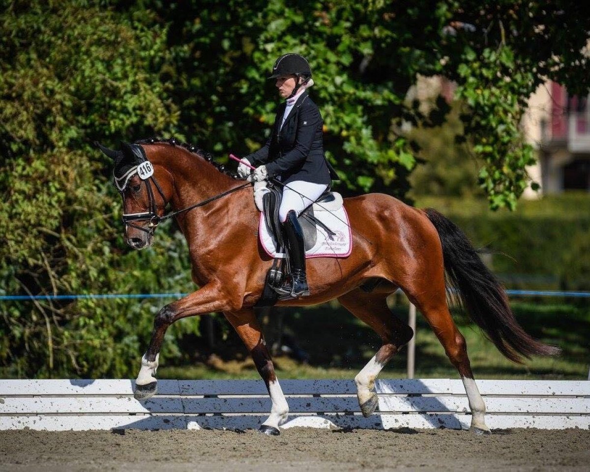 jumper Imriel de La Courcelle CH (Swiss Warmblood, 2013, from Lord Sinclair III)