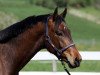 dressage horse Rietenberg's Lord Acobat CH (Swiss Warmblood, 2012, from Lord Sinclair III)