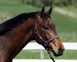 Dressurpferd Rietenberg's Lord Acobat CH (Schweizer Warmblut, 2012, von Lord Sinclair III)