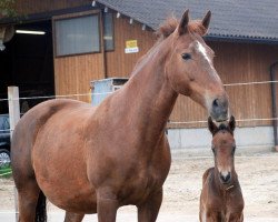 broodmare Vanessa XXII CH (Freiberger, 1994, from Vulcain)