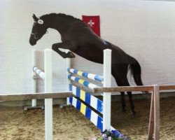 dressage horse Rietenberg's Cassia CH (+) (Swiss Warmblood, 2010, from Sir Donnerhall I)