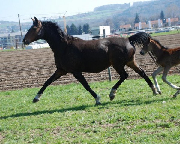 Zuchtstute Lady Argentina (Oldenburger, 2000, von Argentinus)