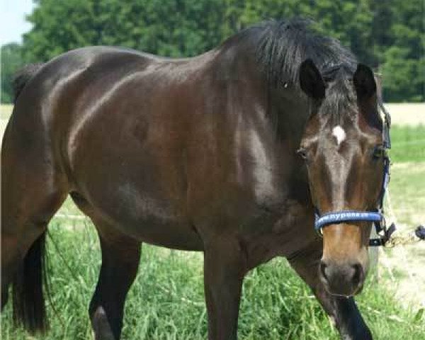 broodmare Guarda RR (Swiss Warmblood, 2001, from Donnerschlag)