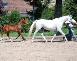 broodmare Dounavia xx (Thoroughbred, 2005, from Kaldounevees xx)