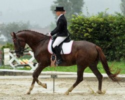 Zuchtstute C.S. Love‘s Divine (Schweizer Warmblut, 2007, von Laudabilis)