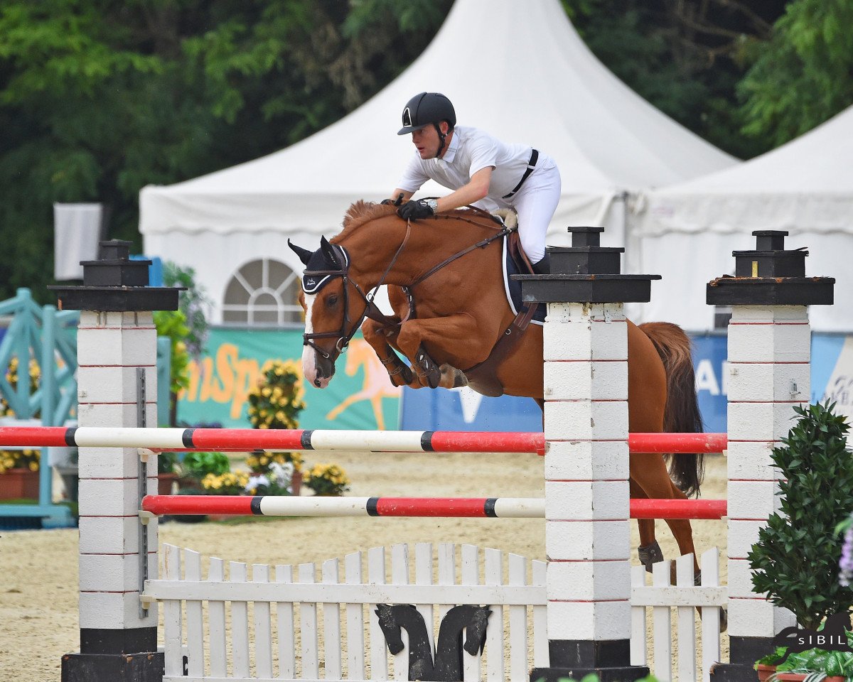 jumper Silent Joter (Holsteiner, 2008, from Singulord Joter)