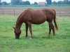 broodmare Zenturia (Hanoverian, 2001, from Zacharias)