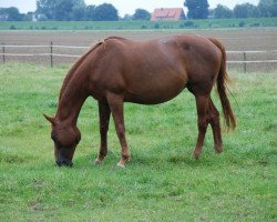 broodmare Zenturia (Hanoverian, 2001, from Zacharias)