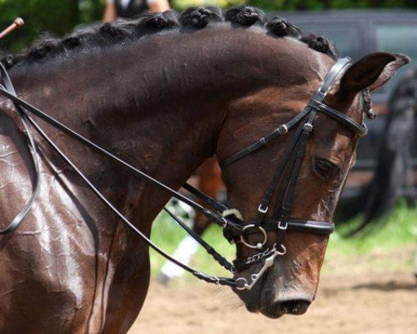 broodmare Rhodiums Zamora (KWPN (Royal Dutch Sporthorse), 2004, from Rhodium)