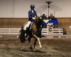 dressage horse Villeneuve 5 (German Riding Pony, 2008, from Valdez HS)