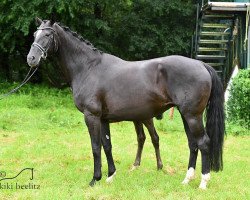 broodmare Dolivia (Oldenburg, 2009, from Fürst Romancier)