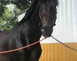 horse Farro des Famennes (Belgian Warmblood, 2005, from Warkant van het Gestelhof)