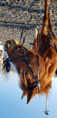 horse Cindy (German Riding Pony, 2006, from King Bjuti)