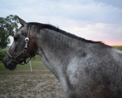 horse Cherry (Appaloosa, 2001, from Impression Snow)