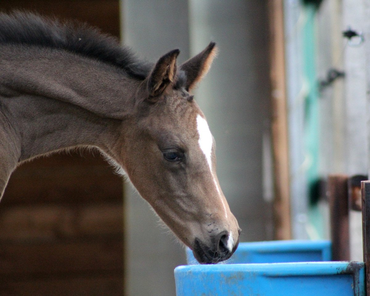 horse Nugget vSH (Hanoverian, 2017, from Negro)