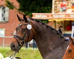 broodmare Lady Rose (Hanoverian, 2001, from Likoto xx)