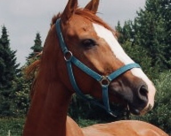 Zuchtstute Wolke (Hessisches Warmblut, 2001, von Wolkenstein I)