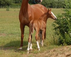 broodmare Daylight (Hanoverian, 2009, from Dartagnan)