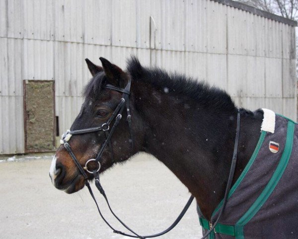 dressage horse Varus (unknown, 1994)