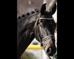 dressage horse Santino vSH (Hannoveraner, 2015, from San Amour I)