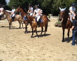 dressage horse Stayerhof's Ingrid (Dutch Pony, 1997, from Wester Aikema's Nando)