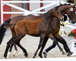 broodmare Zickzack vSH (Hanoverian, 2015, from Zack)