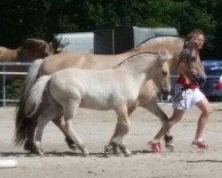 Pferd Nemo vom Herrnwiesenhof (Fjordpferd, 2015, von Njord Halsnæs)