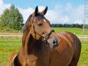 broodmare Avourneen (Hanoverian, 1995, from Archipel)