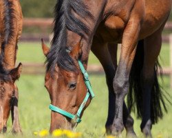 broodmare Nachtwanderung (Trakehner, 2011, from Tambour)