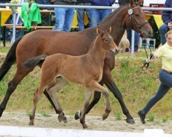 broodmare Coco (Hanoverian, 2008, from Comte)