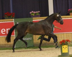 broodmare Soleil vom Schafhof (Hanoverian, 2014, from Scuderia)