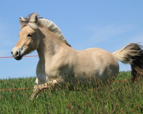 broodmare Bjara (Fjord Horse, 2016, from Kjarson)