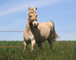 broodmare Brynja (Fjord Horse, 2010, from Skagen)