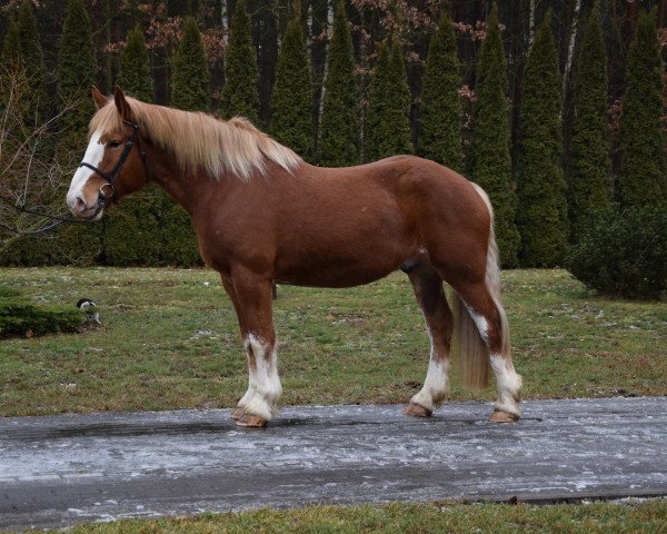 Pferd Litas (Polnisches Kaltblut, 2014)