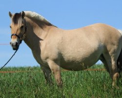 broodmare Bryn Romanowa (Fjord Horse, 2005, from Randi vom Waldnußbaum)