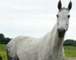 Pferd Florence (Oldenburger, 2004, von Royal Diamond)