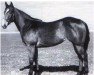 Zuchtstute Chicado V (Quarter Horse, 1950, von Chicaro Bill)