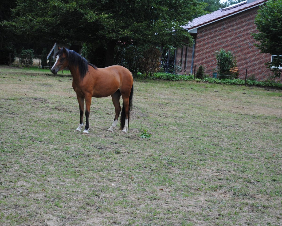 broodmare Grace Kelly AK (German Riding Pony, 2016, from Spring Star's Spirit)