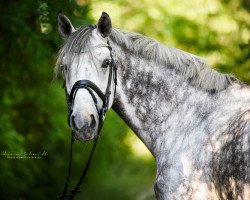 dressage horse Edelmann 45 (Westphalian, 2010, from Ehrenwort)