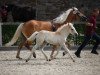 Zuchtstute Princess (Haflinger, 2003, von liz. 180/T Wildprinz)