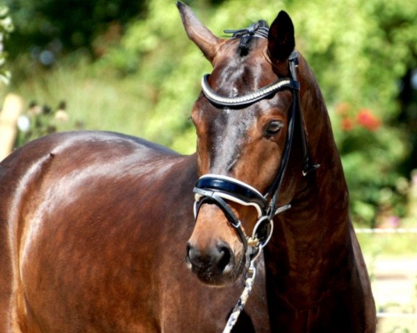 horse Best Kiss (Bavarian, 2012, from Boston)