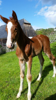 jumper Chardonay (German Sport Horse, 2016, from Chap II)