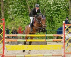 Springpferd Champion de Coeur NT (Holsteiner, 2007, von Corrido 4)