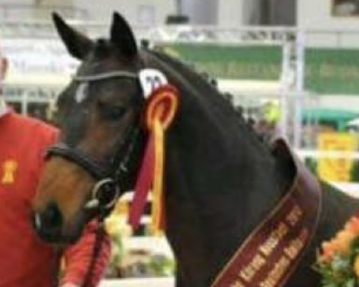 Deckhengst Nomax (Deutsches Reitpony, 2011, von Nemax)