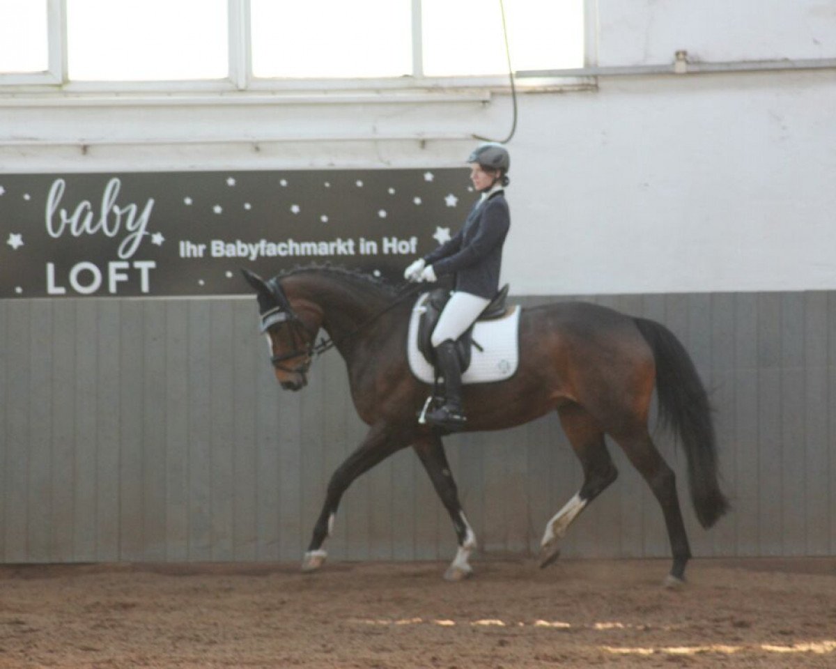 dressage horse Nea's Sunshine (Oldenburg, 2009, from Licotus)