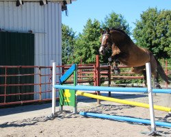 broodmare Wie Wanda (Oldenburg, 2010, from Check In 2)