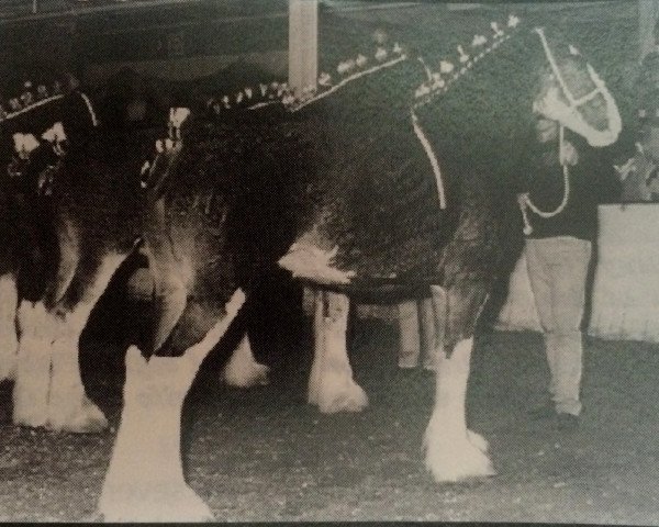 broodmare Braehead Charm (Clydesdale, 1989, from Bandirran Supreme)