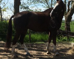 dressage horse Flash Socks (Westphalian, 2007, from Fanconi 2)