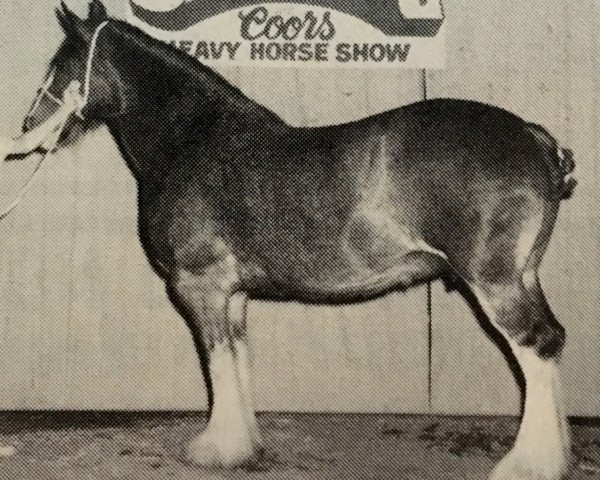 broodmare Torrs Lady Antrim (Clydesdale, 1978, from Muirton Sceptre)