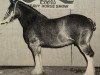 broodmare Torrs Lady Antrim (Clydesdale, 1978, from Muirton Sceptre)